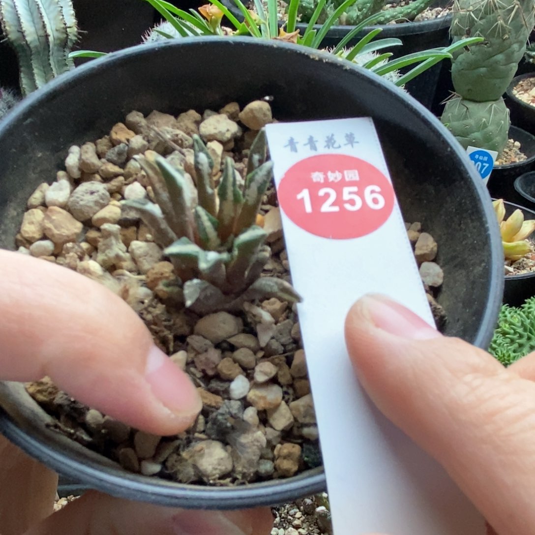 实生六年黑牡丹3.2cm