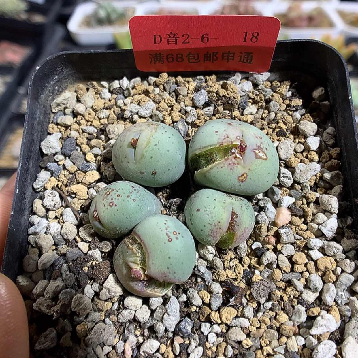 【闪购商品】2-6-18 炸裂奶油嘴一群 100