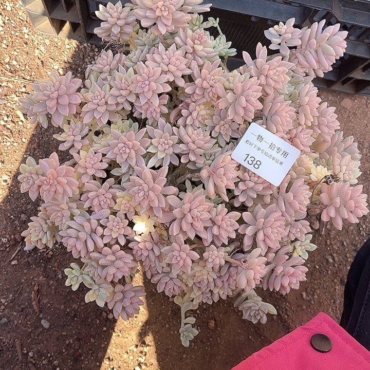 裕***架姬秋丽锦，一物一拍，不包小损