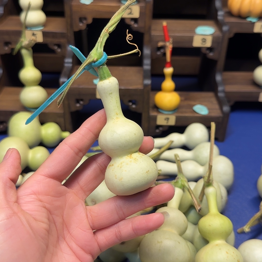 开***心A精品文玩手把小尺寸葫芦