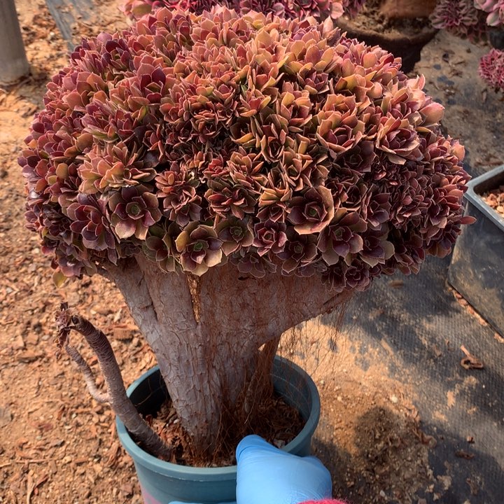 玫瑰朵朵脱土发货啊