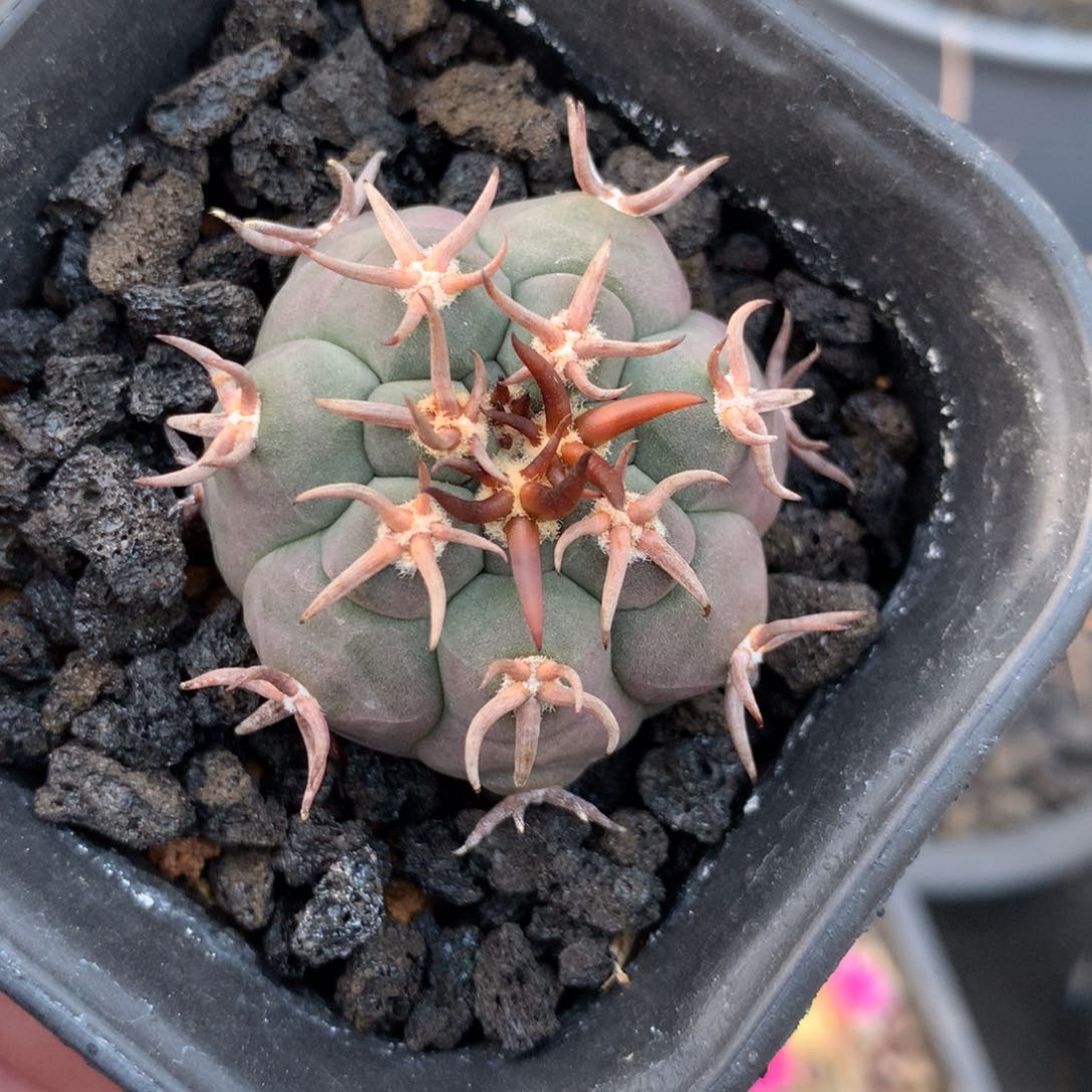 实生仙人球猫爪仙人球