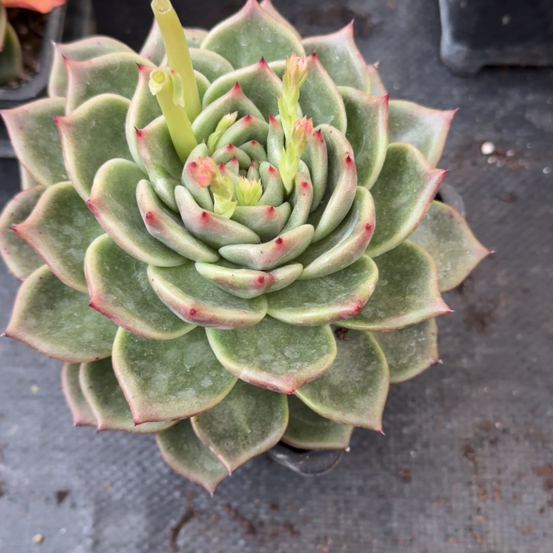 外购东云一颗量拍27-133