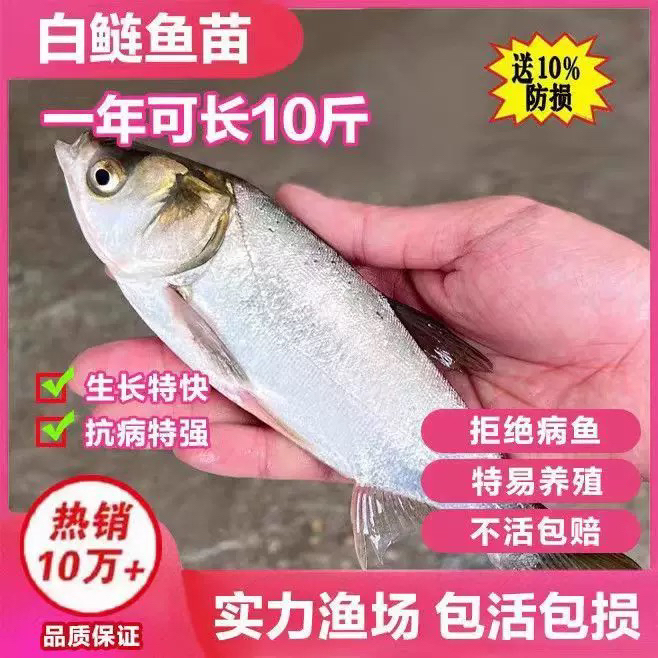白鲢鱼淡水活体养殖宠物观赏鱼