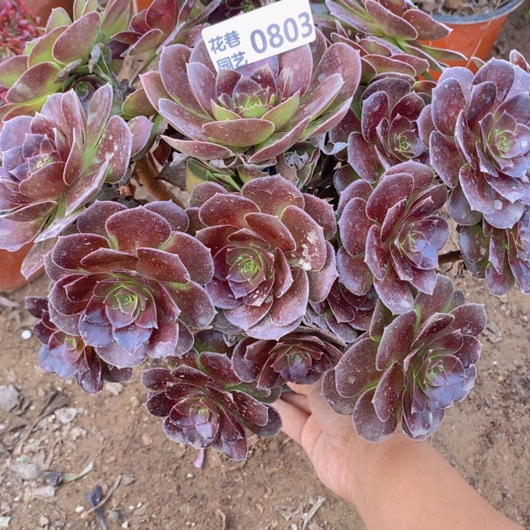 803 号一物一拍多肉植物