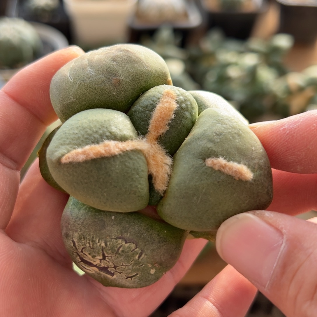 无花朵876实生大尤连山6.9cm