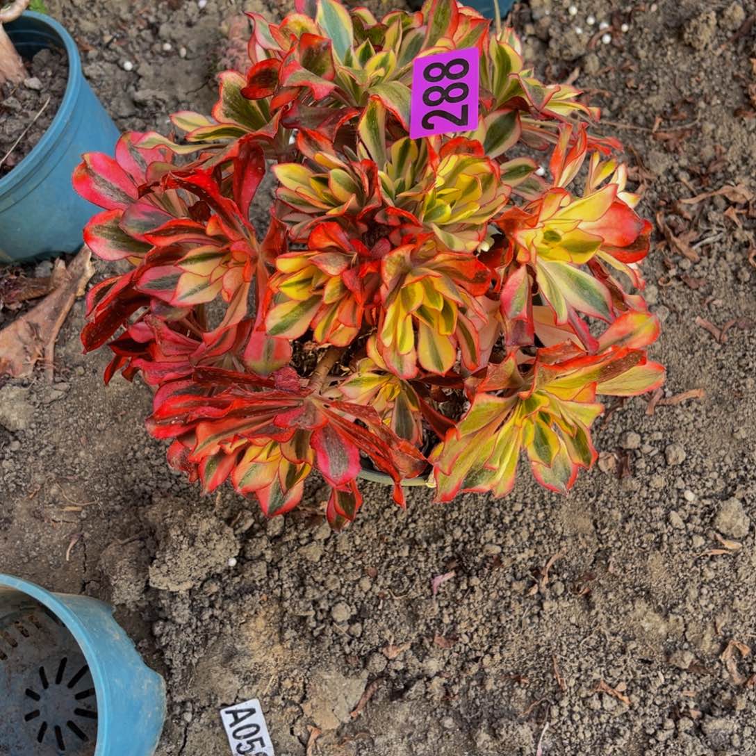 魅影法师16—1包邮