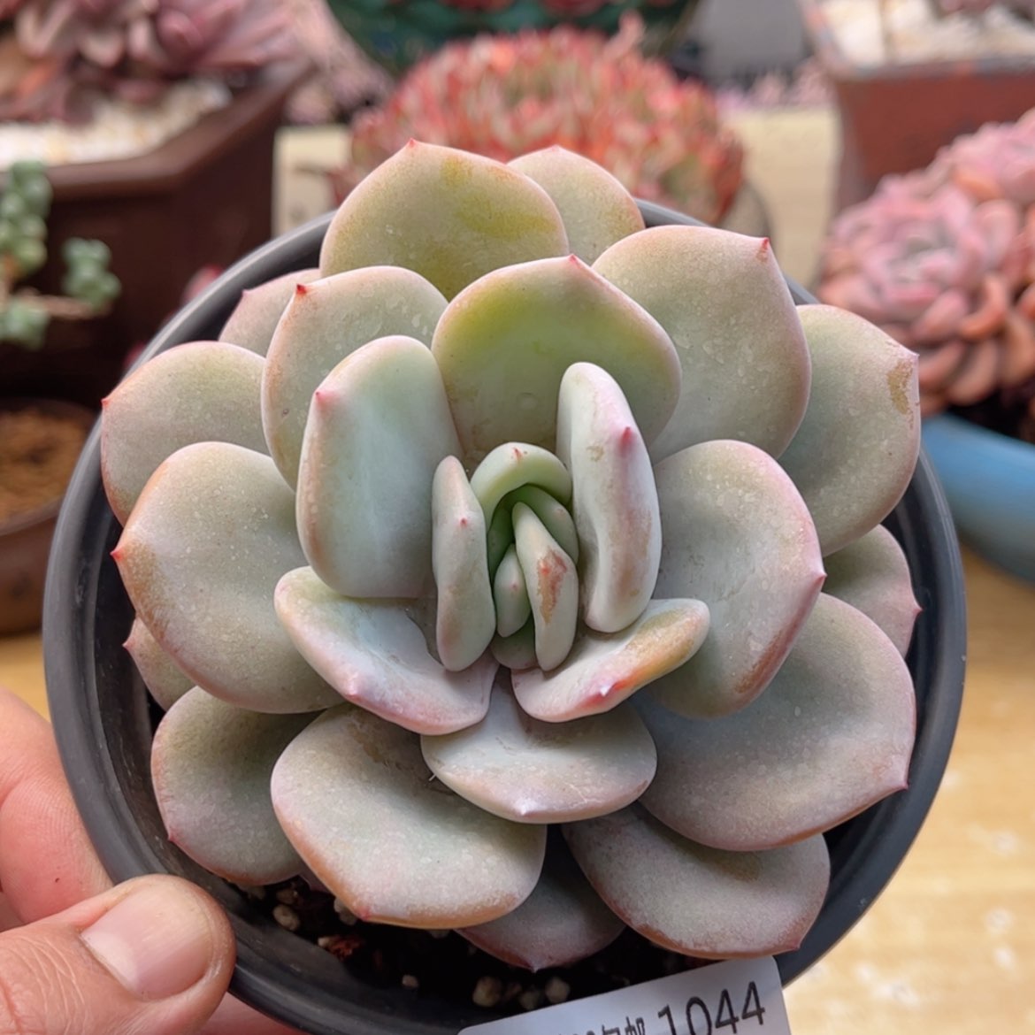 【闪购商品】1044奶茶