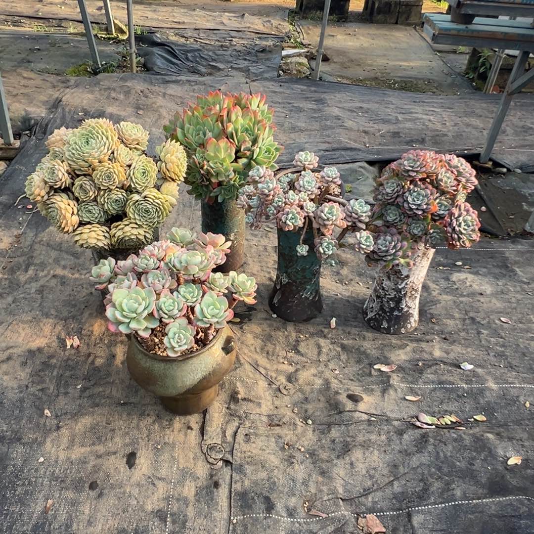 精品昂斯洛加绮罗加花瓣露加白月光加雨滴有砍都加盆加运费