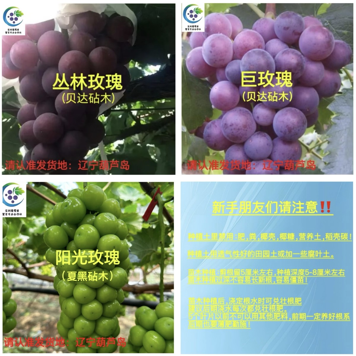 大粒香气3棵组合～（丛林玫瑰、巨玫瑰、阳光玫瑰）一年苗