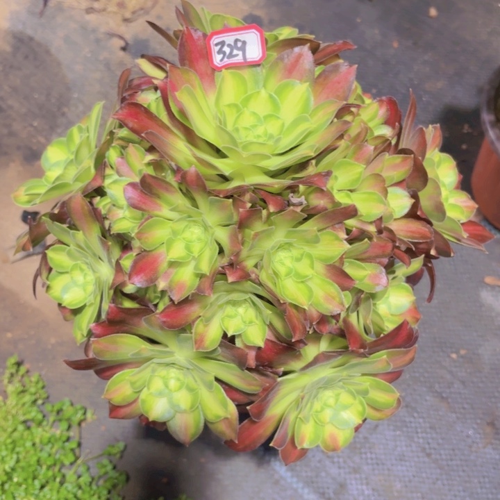 一物一拍韶华329