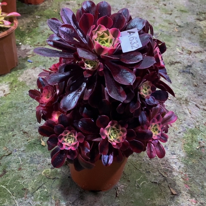 美杜莎多肉植物632