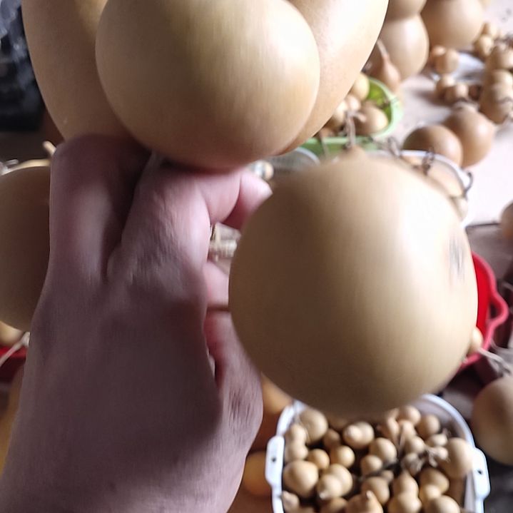 好***身天然葫芦两个东瓜葫芦4个苹果葫芦