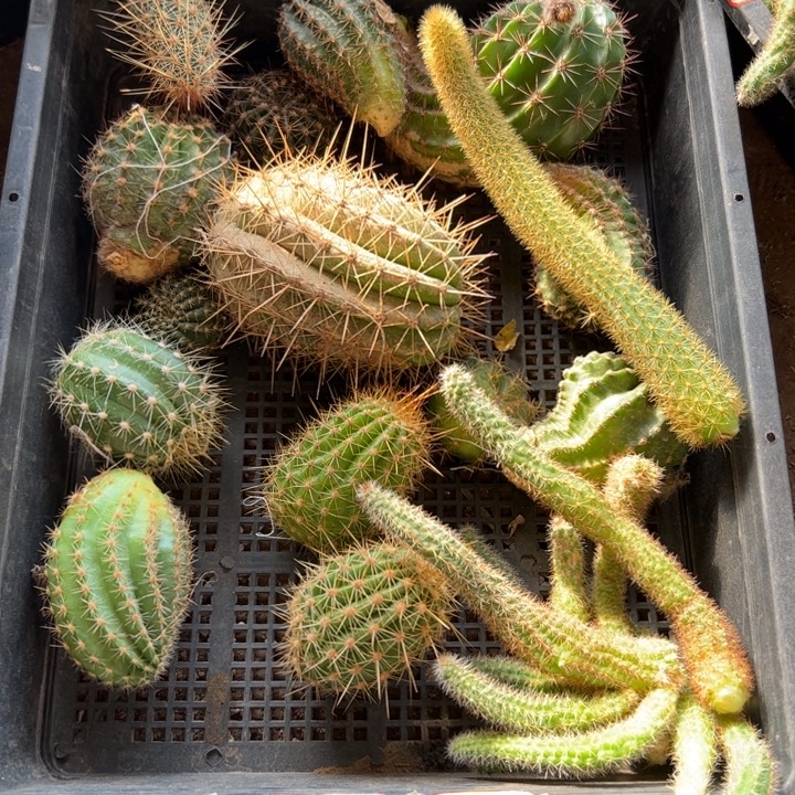 7框拍歪丑斑小无根侧芽无售后