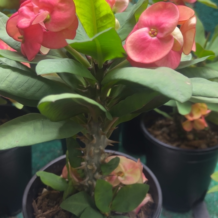 泰品扦插一物一拍