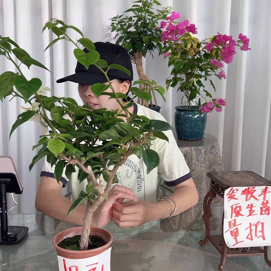 当前无花栽培后可以开花皇后掌中宝一颗