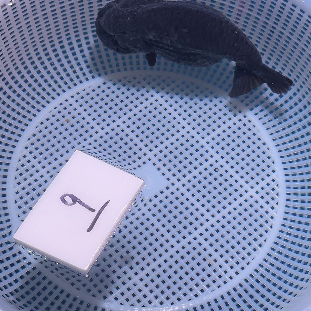 金鱼腾川优宠金鱼专拍