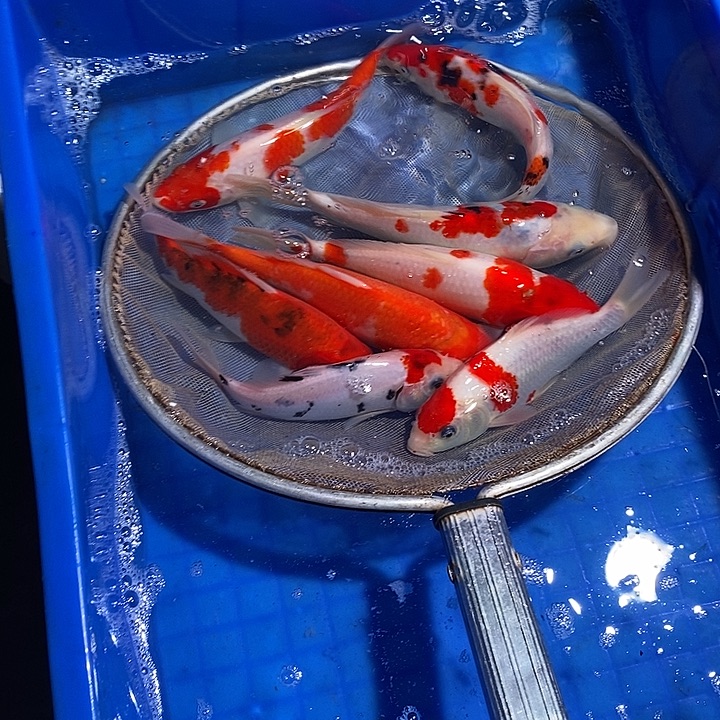 用***4锦鲤锦鲤活鱼开箱包活
