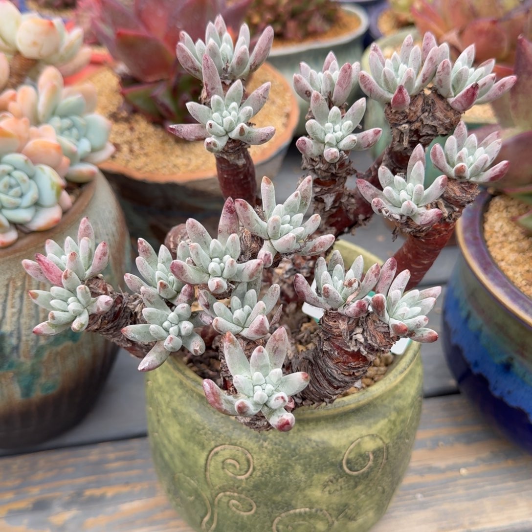 从前慢多肉精选编号1228.51