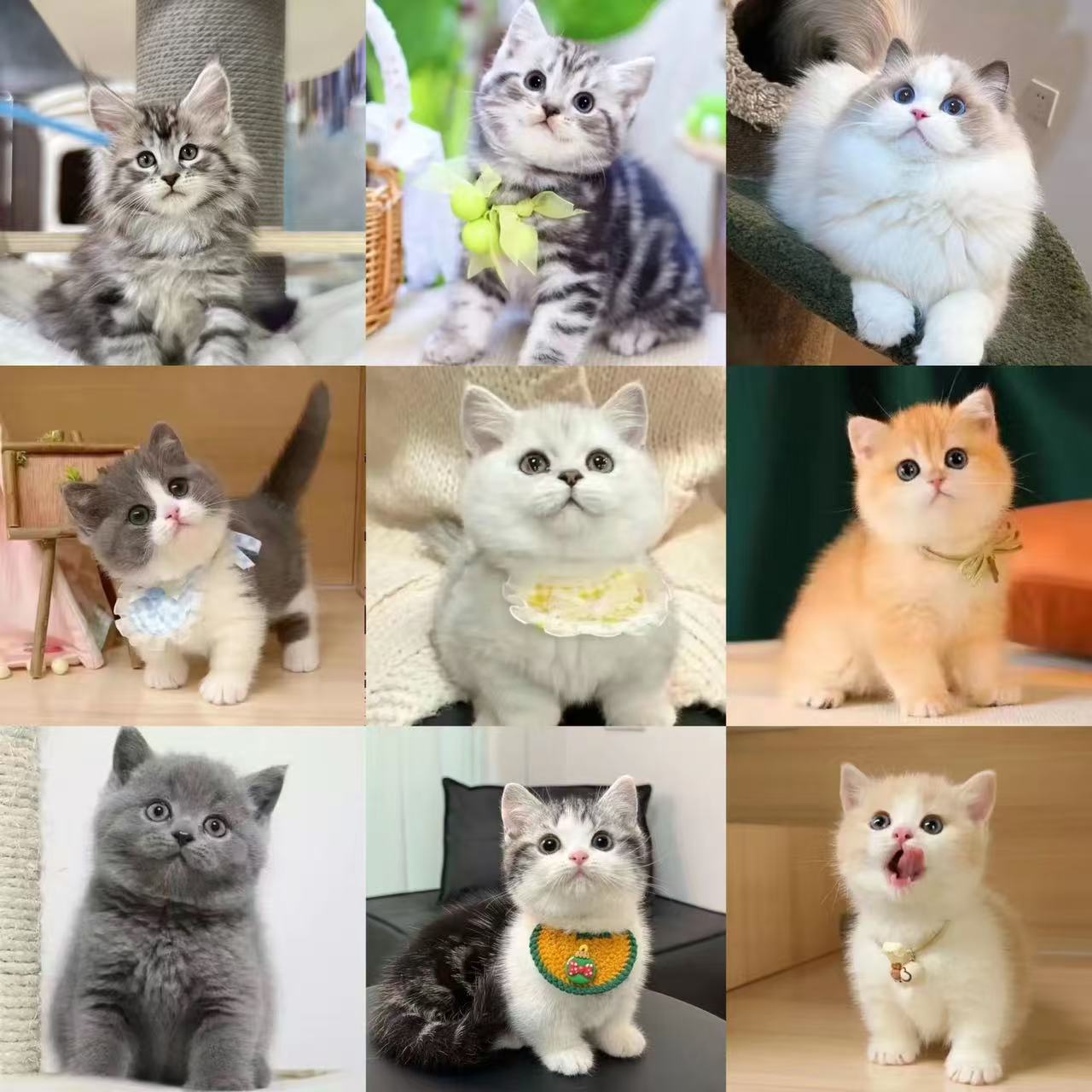 猫咪活物活体直播间挑选专属链接