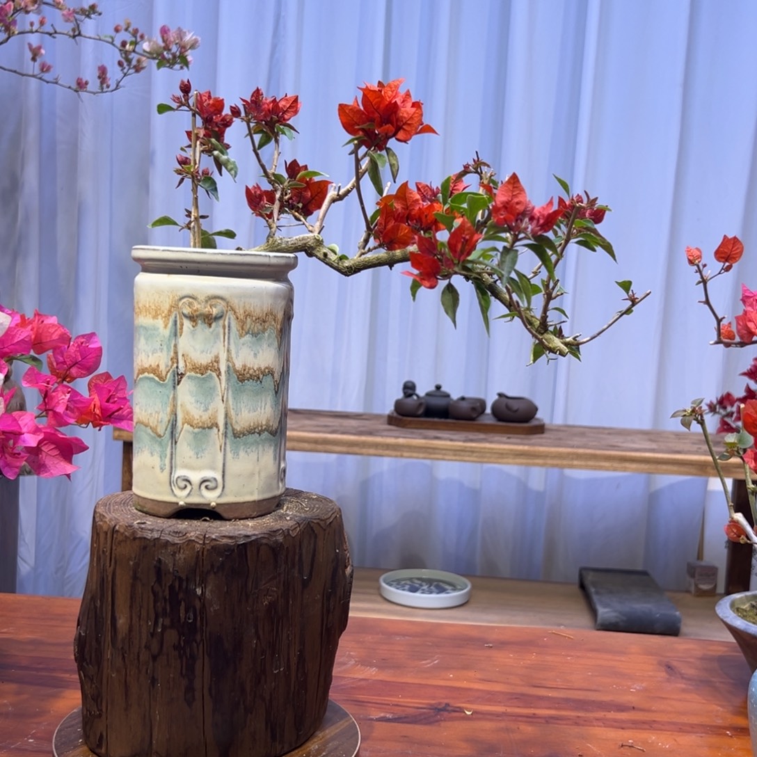 @***肉完全开放三角梅一物一拍红桑巴