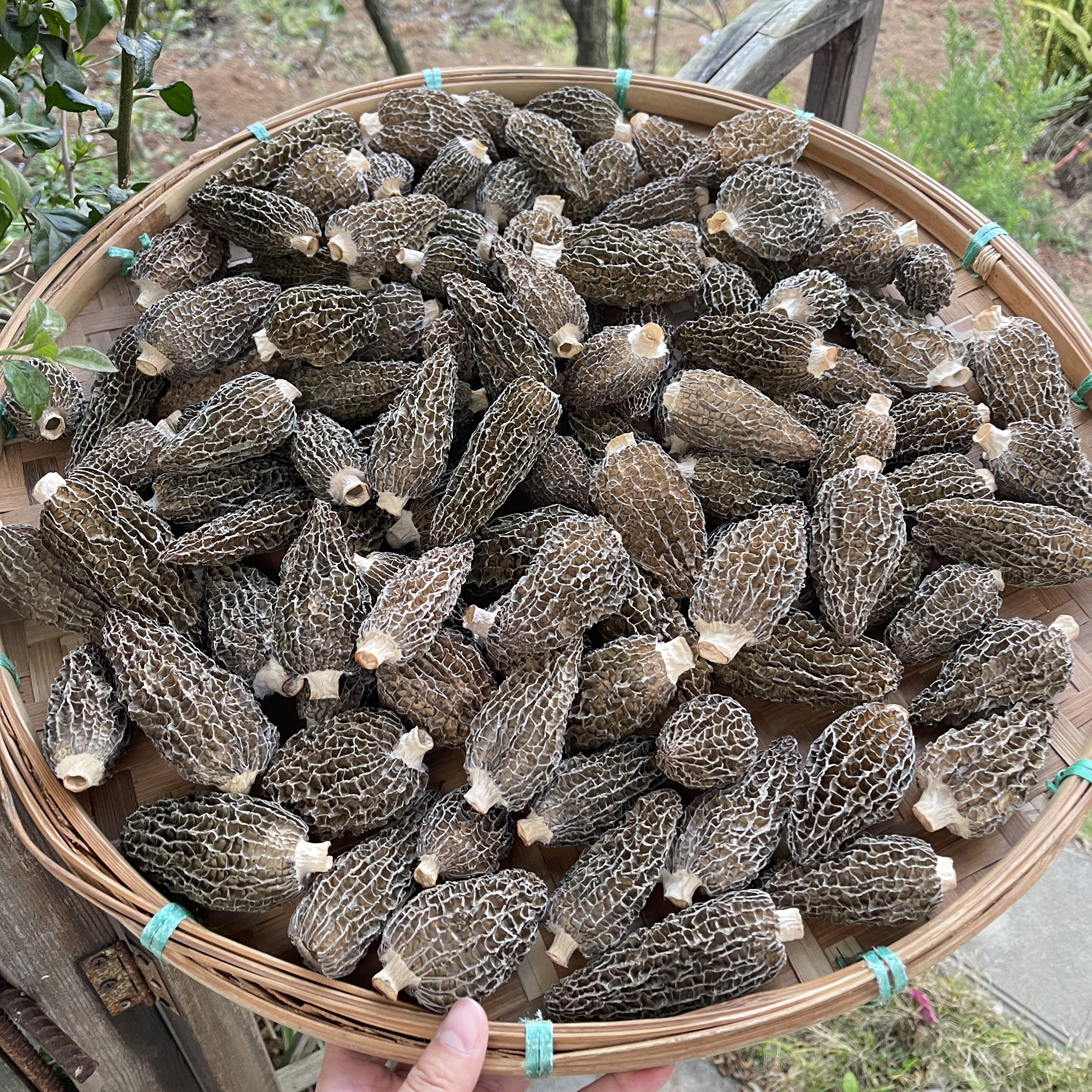 云南小阳山货 精品头茬草莓羊肚菌