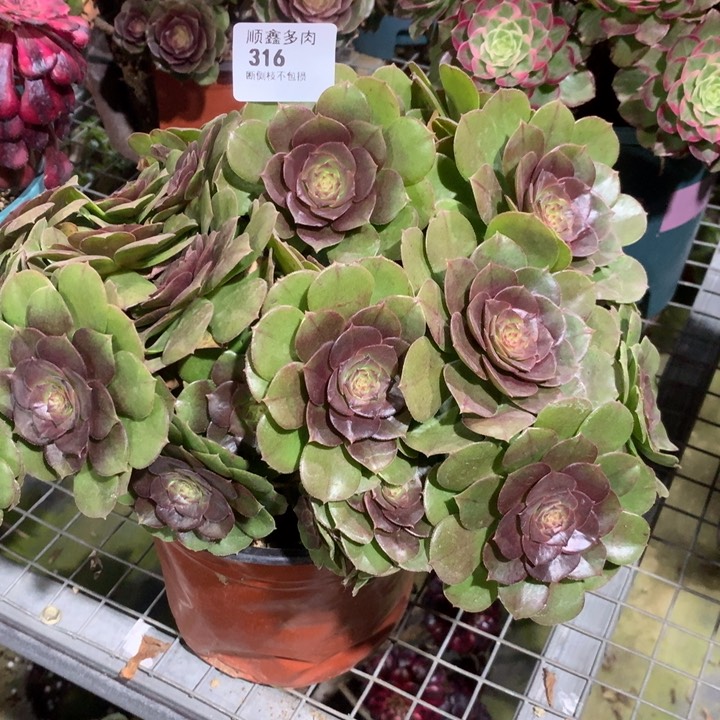 316万圣节多肉植物