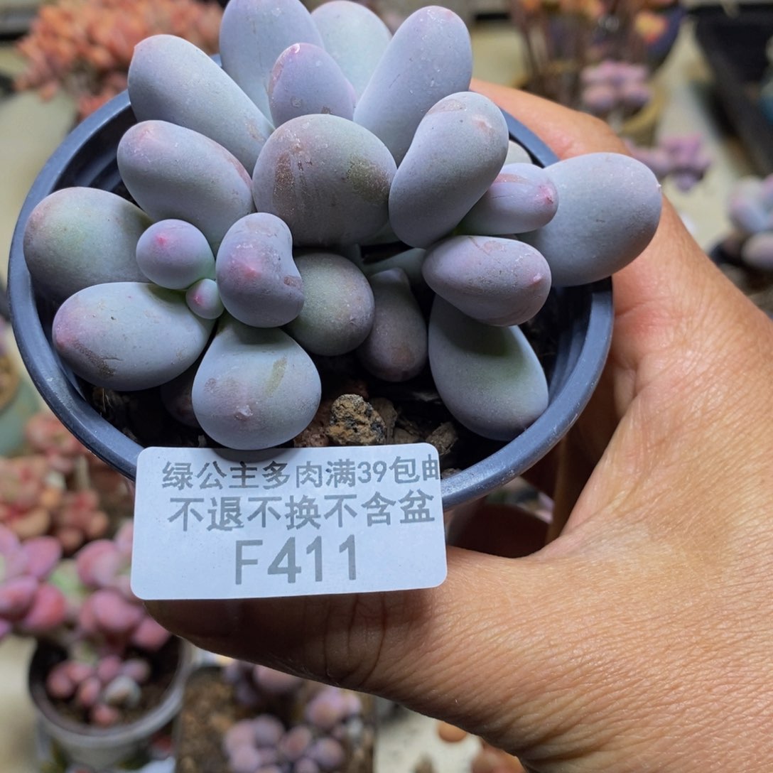 洛*411三头米可奶酪9c m