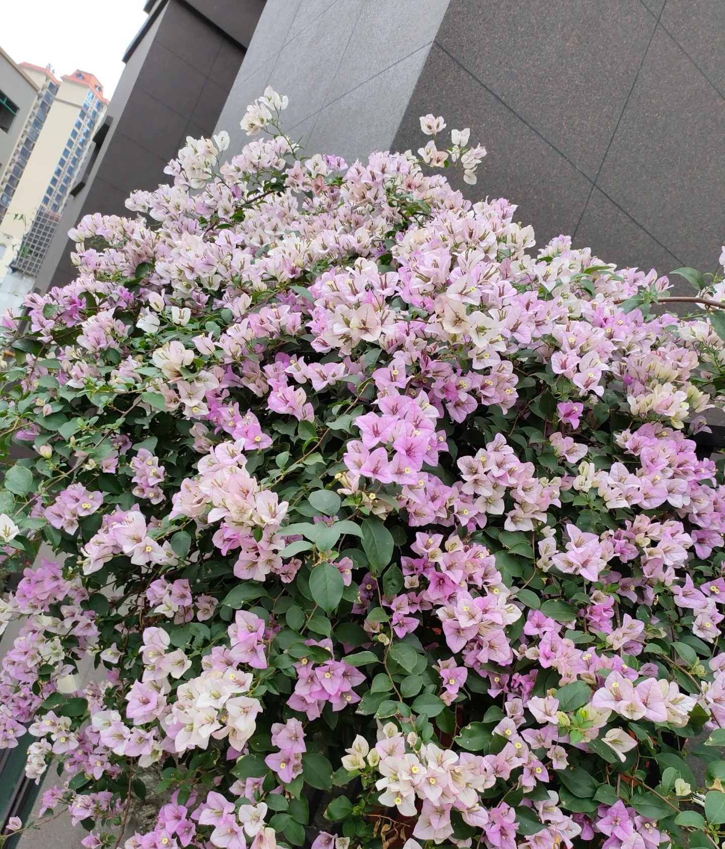 【银边雪紫】赏花观叶室内外勤花小机器三角梅