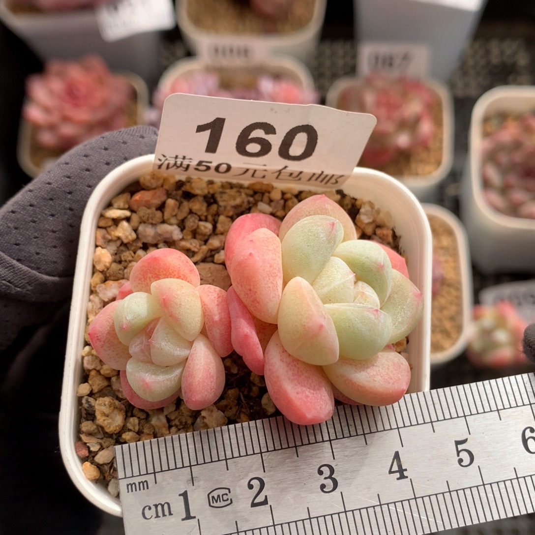 160。小脸透心冰玉双头。