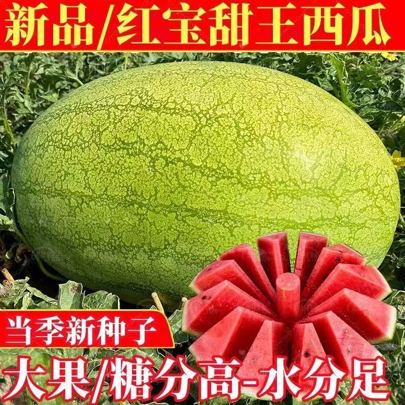 新红宝西瓜种子特大超甜薄皮红宝沙瓤西瓜懒汉青皮西瓜种子籽子D
