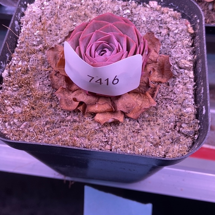 এ****7416山地玫瑰花园