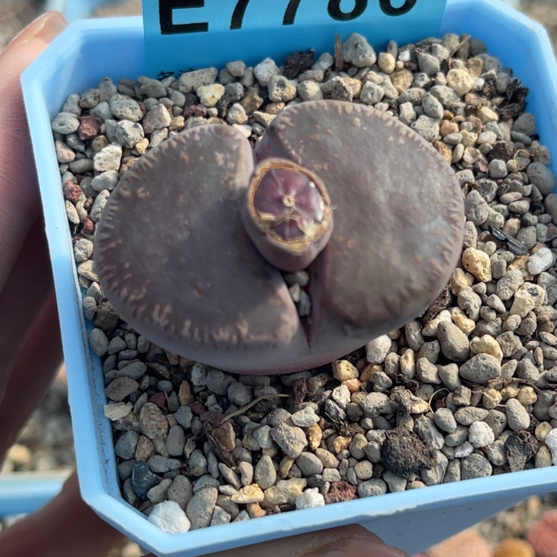 7786全窗酒红紫薰一颗