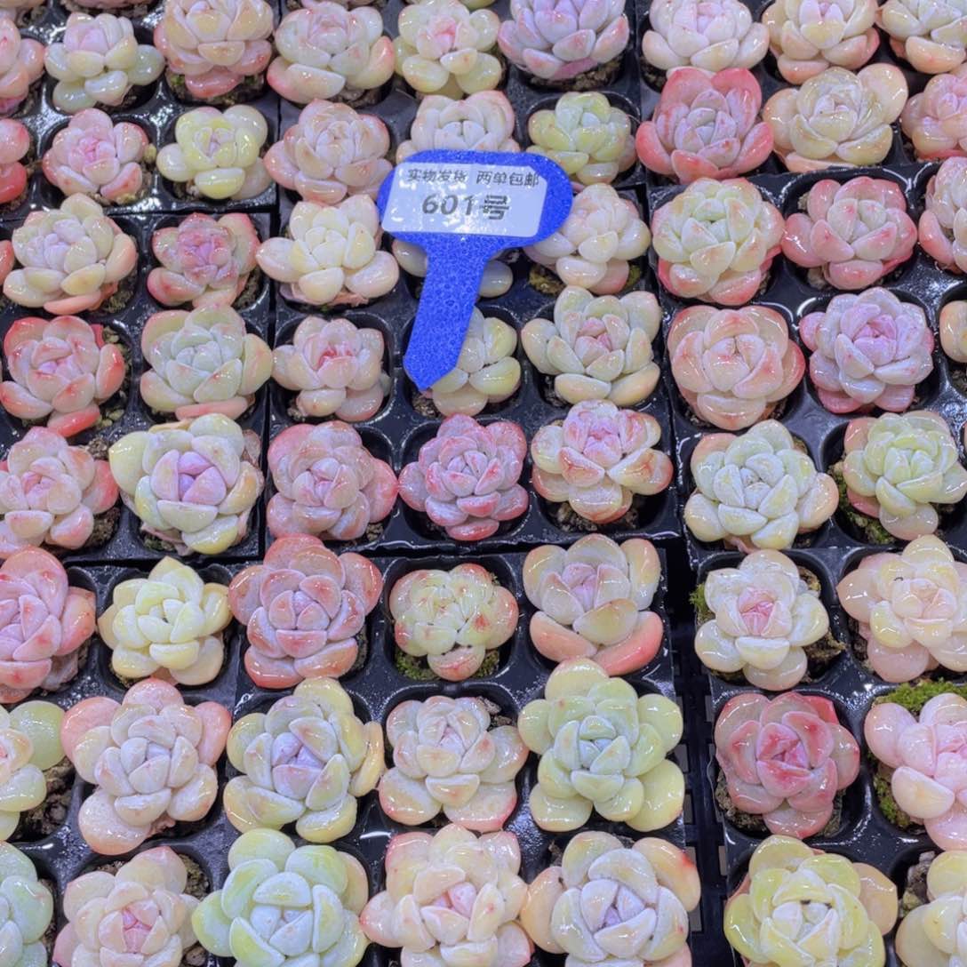 601号 珍妮冰透小白兔九个