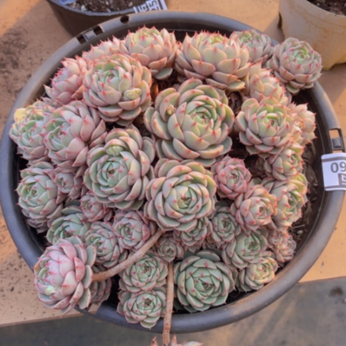 【闪购商品】笨吧03260