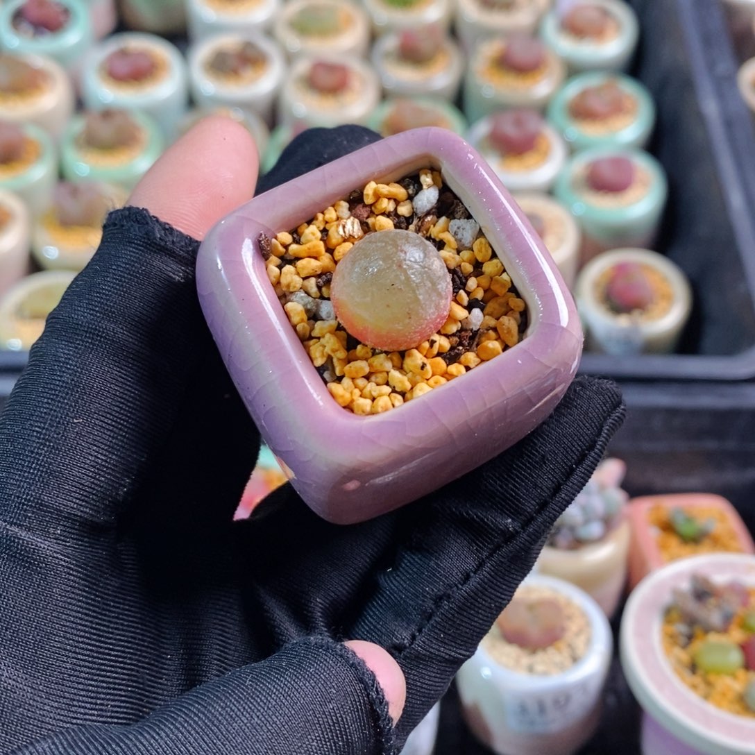 3198-一物一拍 带盆