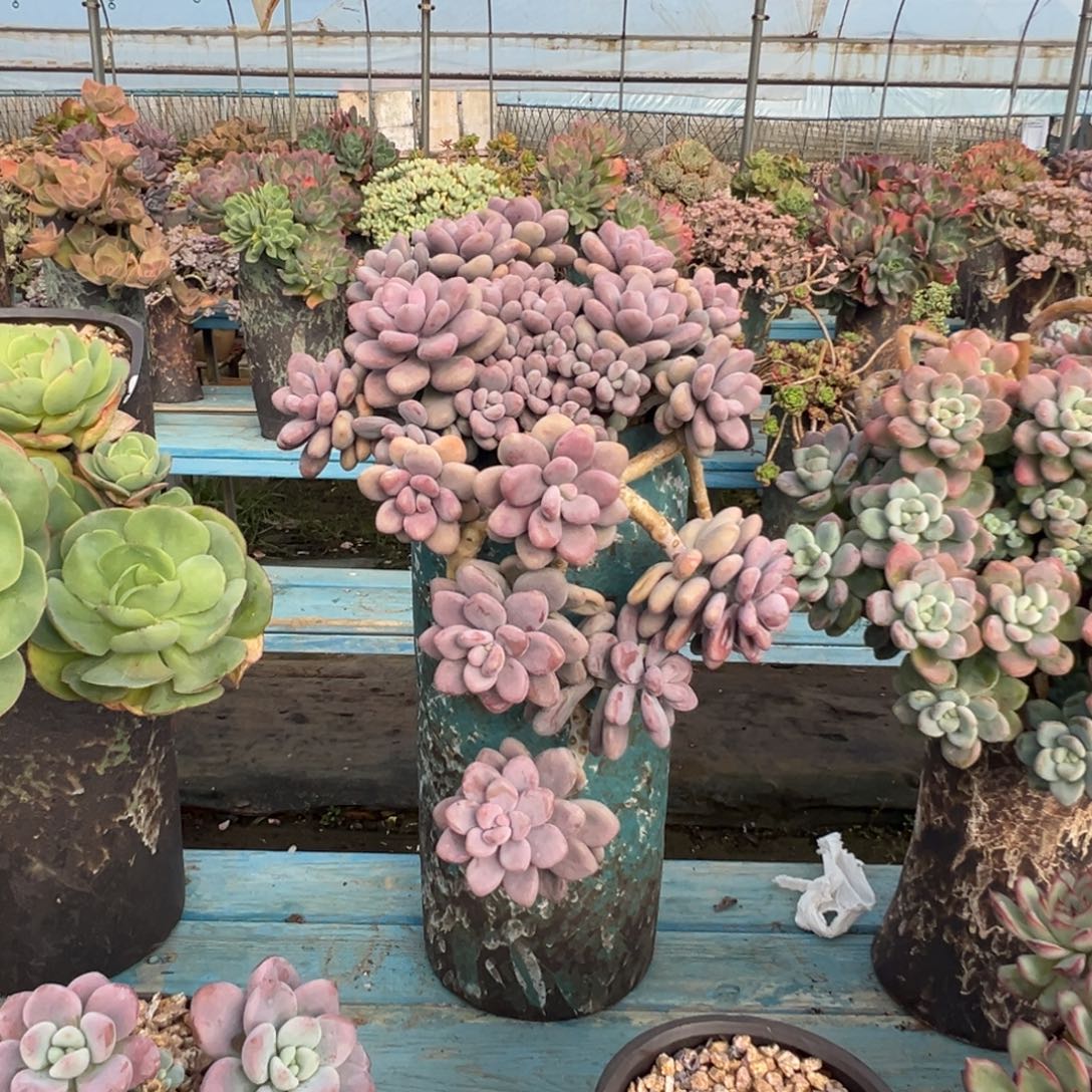 精品桃蛋妖桩 裸肉