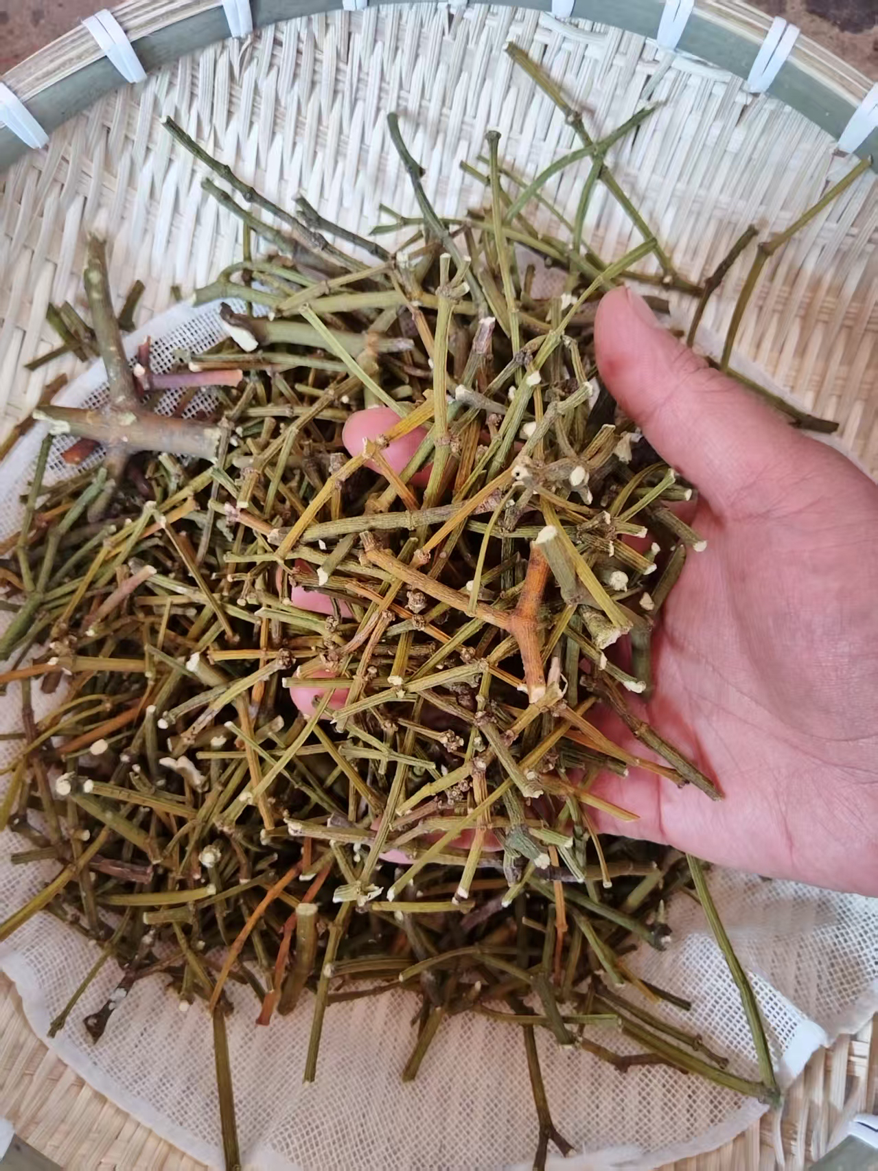 【阿秀山货】杉寄生 夏至枸杞