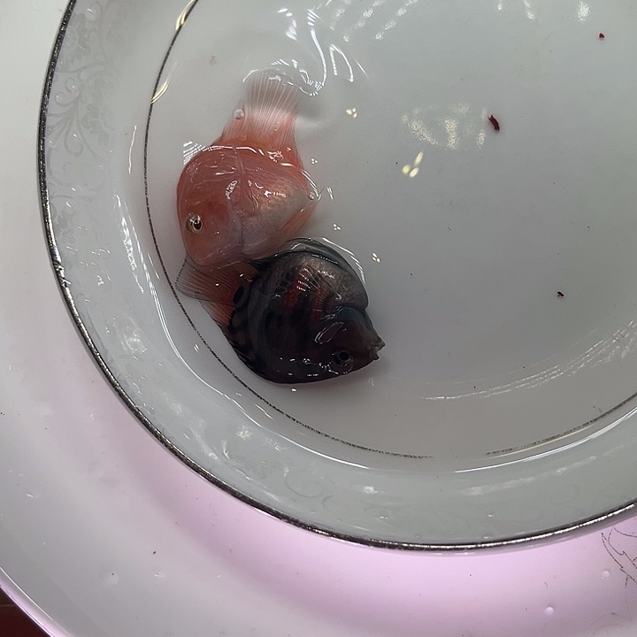 鹦鹉鱼迷你鹦鹉鱼