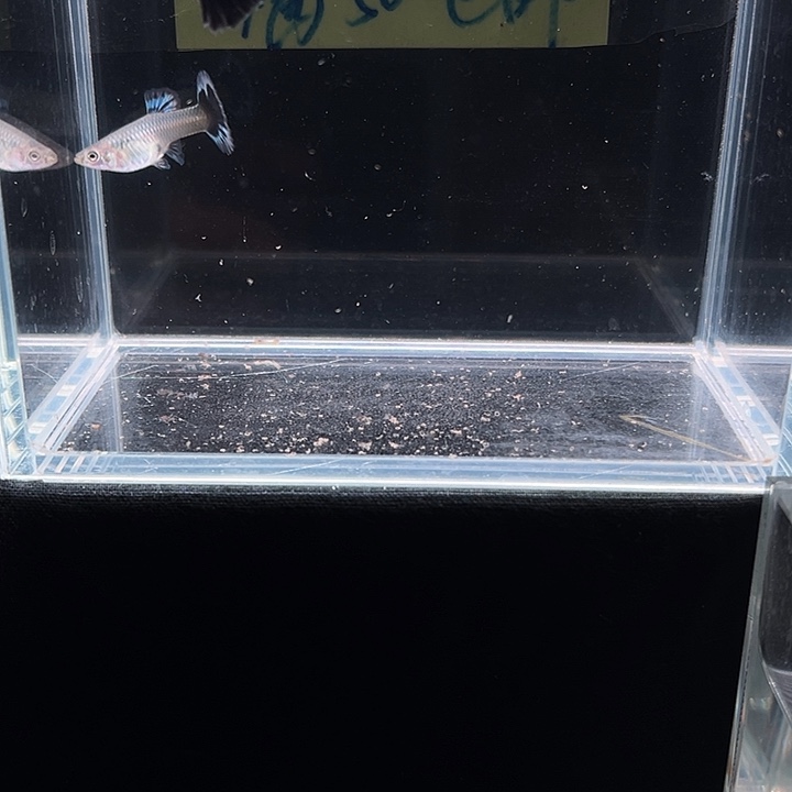 孔雀鱼艾尔银青花瓷