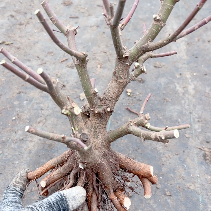 南***平无花朵枫树……枫树