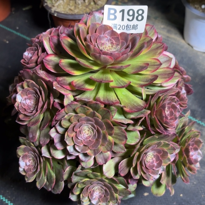 瑞妈一物一拍198