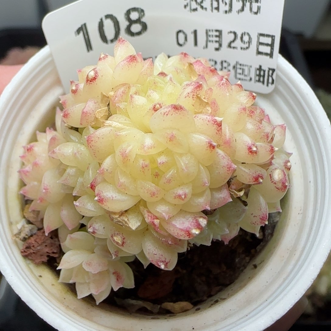 0129-108珠光麦秆