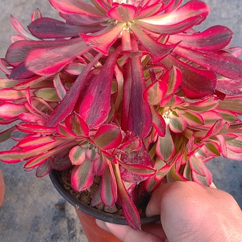 379铜壶超白多肉植物