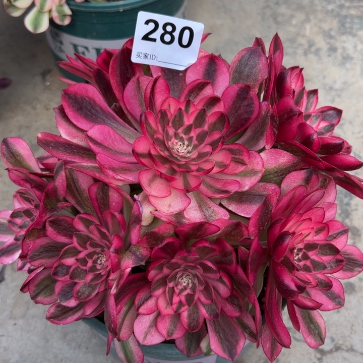 280荔枝20厘米左右