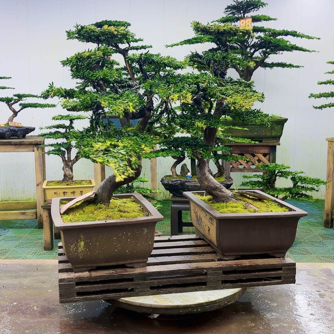 【闪购商品】无花朵