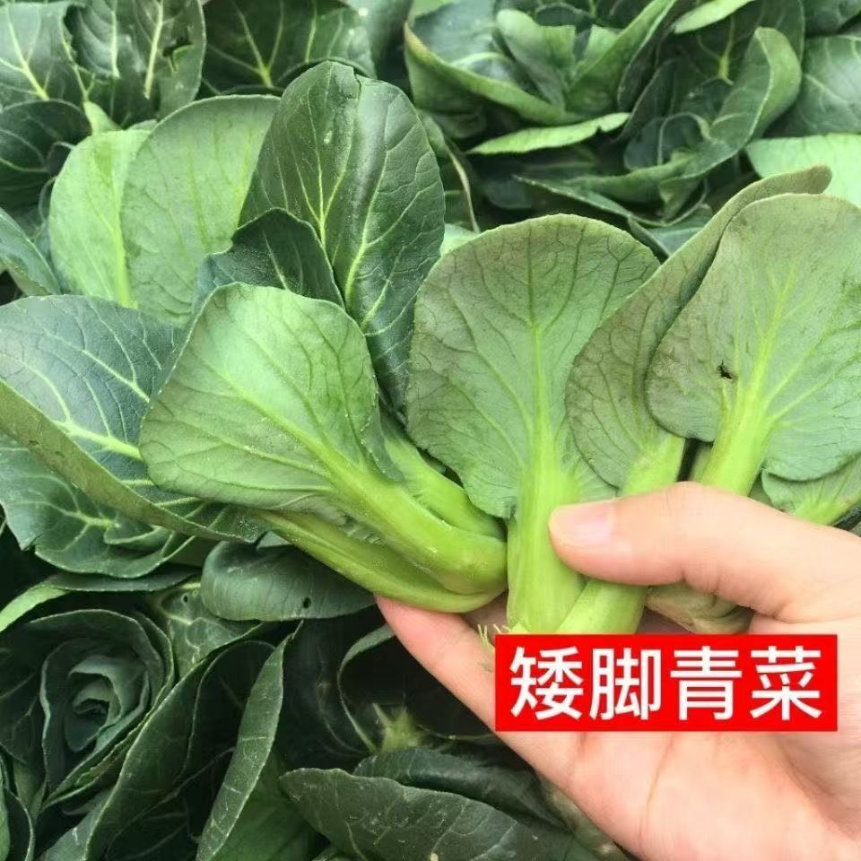 【十元五斤】露天趴地苏州青苏北小油菜