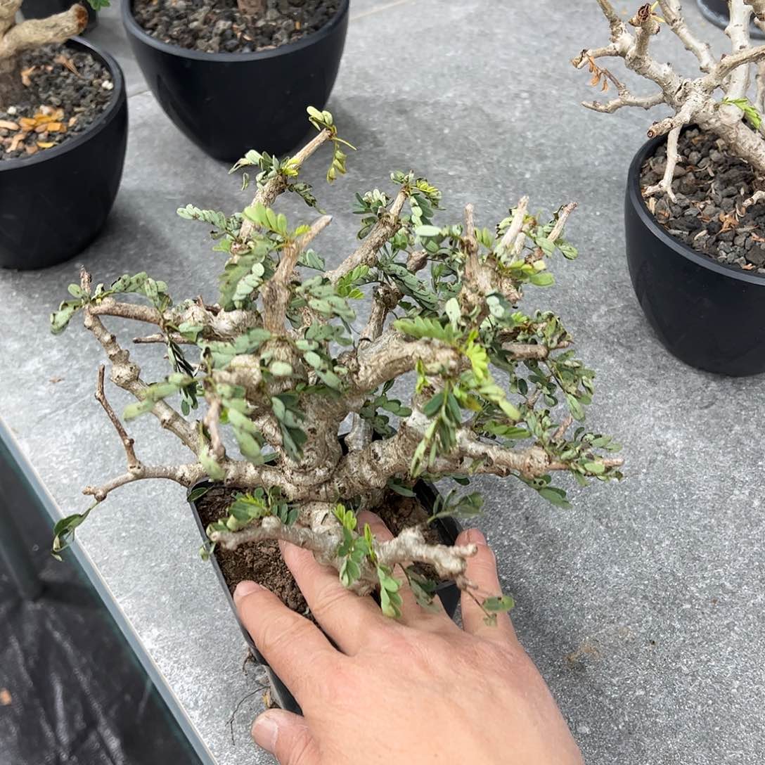 ?****薄沙漠苏木脱土78888888