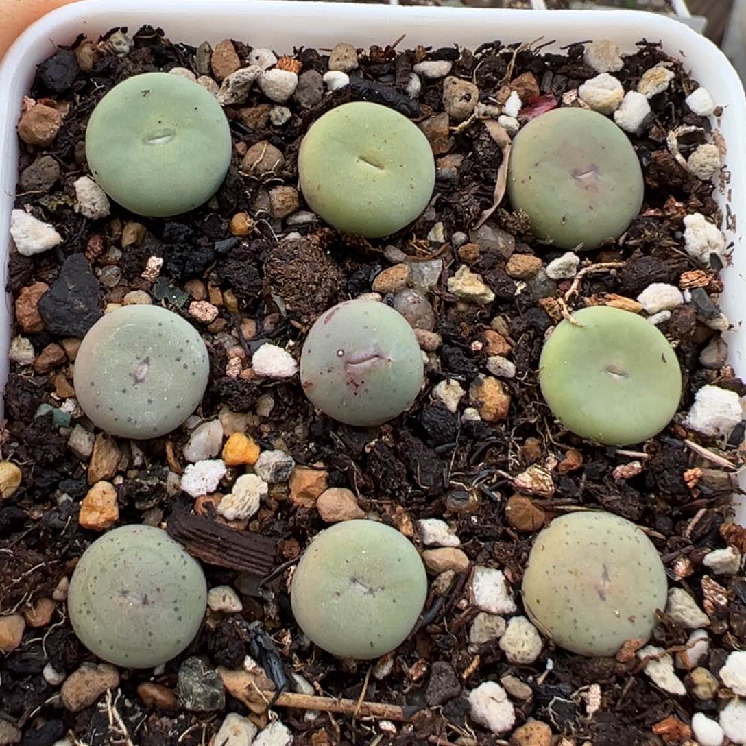 1.14好看的多肉839