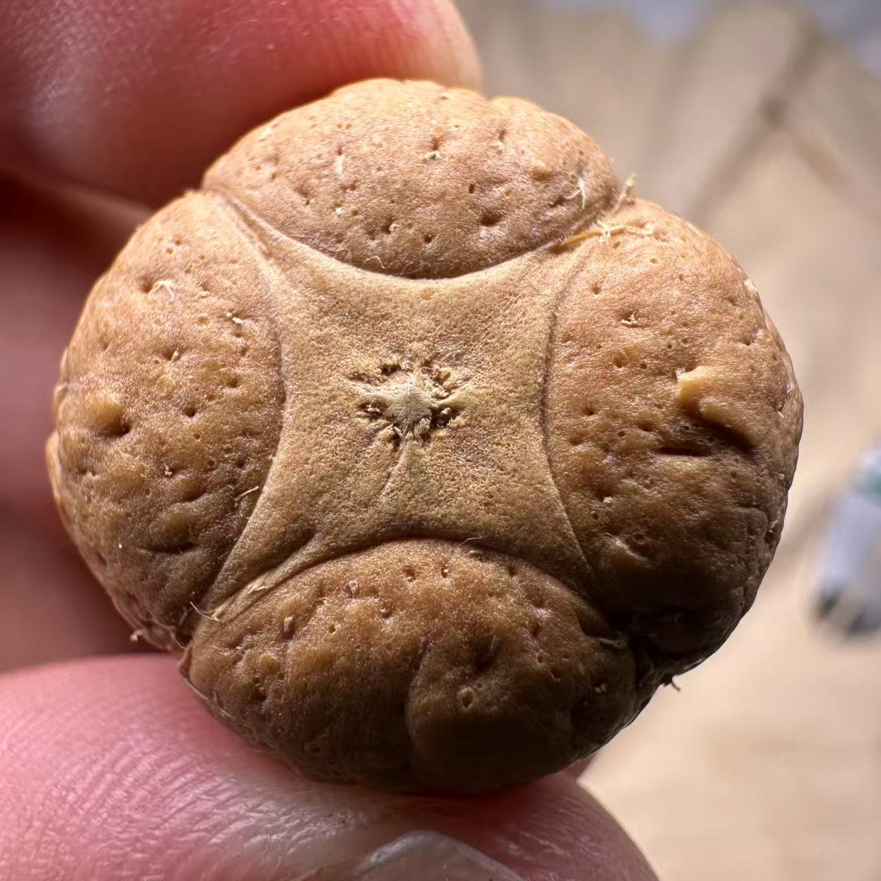 尼泊尔麒麟眼菩提，尺寸24，sss系列，货号S26